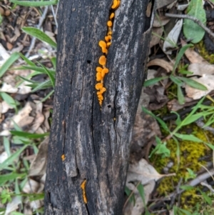 Dacryopinax spathularia at Deakin, ACT - 6 Oct 2020