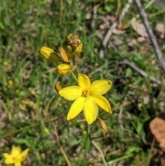 Bulbine bulbosa (Golden Lily) at Red Hill, ACT - 4 Oct 2020 by JackyF