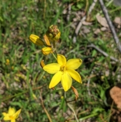 Bulbine bulbosa (Golden Lily, Bulbine Lily) at Red Hill, ACT - 4 Oct 2020 by JackyF