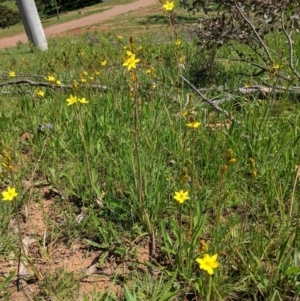 Bulbine bulbosa at Red Hill, ACT - 4 Oct 2020 01:22 PM