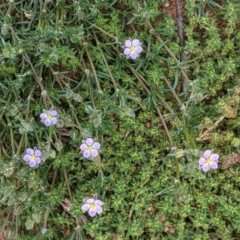 Spergularia rubra (Sandspurrey) at Hughes, ACT - 4 Oct 2020 by JackyF