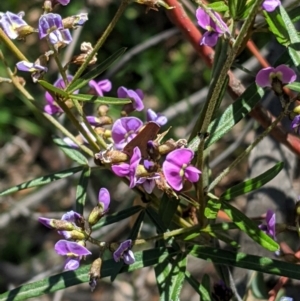 Glycine clandestina at Hughes, ACT - 4 Oct 2020