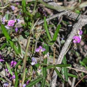 Glycine clandestina at Hughes, ACT - 4 Oct 2020