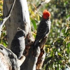 Callocephalon fimbriatum (Gang-gang Cockatoo) at Black Mountain - 12 Oct 2020 by HelenCross