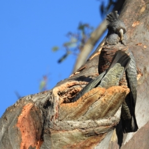 Callocephalon fimbriatum at Acton, ACT - suppressed