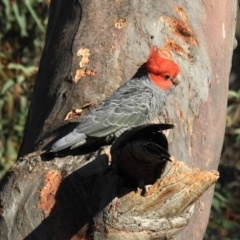 Callocephalon fimbriatum at Acton, ACT - suppressed