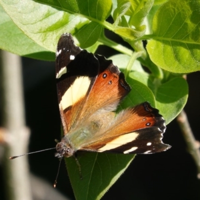 Vanessa itea (Yellow Admiral) at Hughes, ACT - 2 Oct 2020 by JackyF