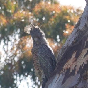 Callocephalon fimbriatum at Deakin, ACT - 9 Oct 2020