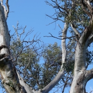 Callocephalon fimbriatum at Deakin, ACT - suppressed