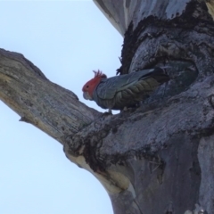 Callocephalon fimbriatum (Gang-gang Cockatoo) at Hughes Grassy Woodland - 4 Oct 2020 by JackyF