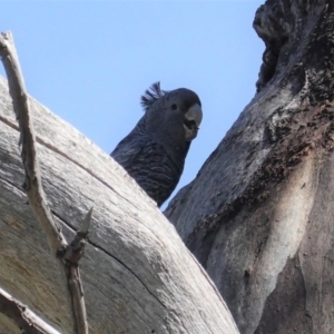 Callocephalon fimbriatum at Deakin, ACT - suppressed