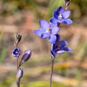 Thelymitra ixioides at Penrose, NSW - 12 Oct 2020