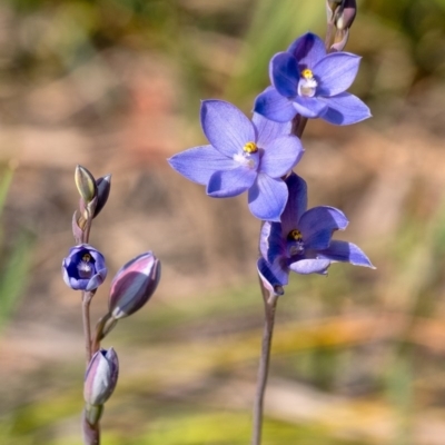 Thelymitra ixioides (Dotted Sun Orchid) at Wingecarribee Local Government Area - 11 Oct 2020 by Aussiegall