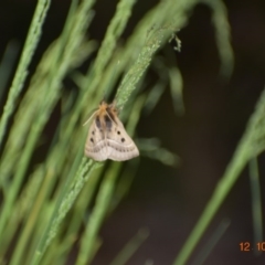 Anthela ocellata (Eyespot Anthelid moth) at Fowles St. Woodland, Weston - 11 Oct 2020 by AliceH