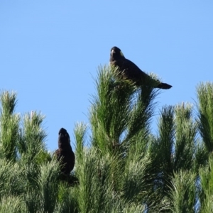 Pinus sp. at Watson, ACT - 21 May 2016