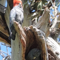 Callocephalon fimbriatum (Gang-gang Cockatoo) at Hughes Grassy Woodland - 11 Oct 2020 by JackyF