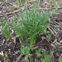 Eryngium ovinum (Blue Devil) at Federal Golf Course - 6 Oct 2020 by JackyF