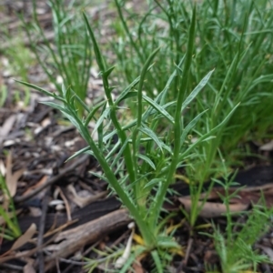 Eryngium ovinum at Hughes, ACT - 6 Oct 2020