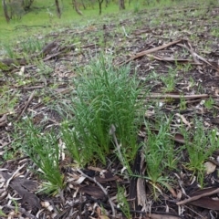 Eryngium ovinum at Hughes, ACT - 6 Oct 2020