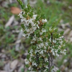 Brachyloma daphnoides (Daphne Heath) at Federal Golf Course - 6 Oct 2020 by JackyF