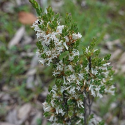 Brachyloma daphnoides (Daphne Heath) at Hughes, ACT - 6 Oct 2020 by JackyF