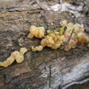 Gelatinous, on wood – genus uncertain at Red Hill, ACT - 6 Oct 2020