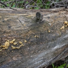 Gelatinous, on wood – genus uncertain at Red Hill, ACT - 6 Oct 2020