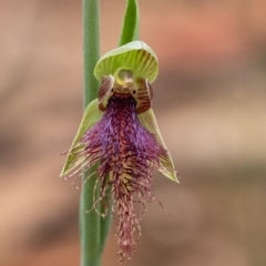 Calochilus robertsonii (Beard Orchid) at Penrose, NSW - 6 Oct 2020 by Aussiegall