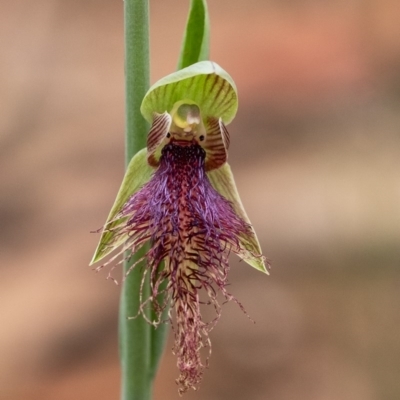 Calochilus robertsonii (Beard Orchid) at Penrose - 6 Oct 2020 by Aussiegall