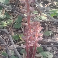 Orobanche minor (Broomrape) at Fraser, ACT - 13 Oct 2020 by Coggo