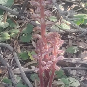 Orobanche minor at Fraser, ACT - 13 Oct 2020
