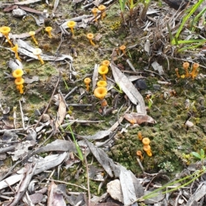 Lichenomphalia chromacea at Cook, ACT - 23 Sep 2020