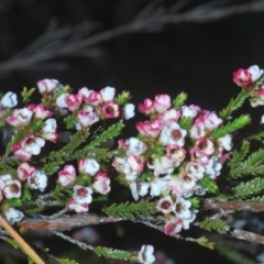 Micromyrtus ciliata (Fringed Heath-myrtle) at Bruce, ACT - 9 Oct 2020 by Harrisi