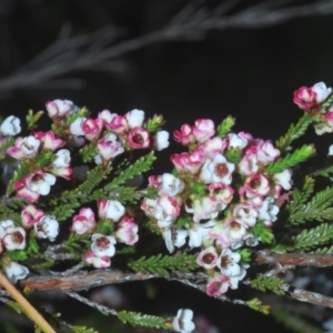 Micromyrtus ciliata at Bruce, ACT - 9 Oct 2020