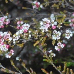 Micromyrtus ciliata at Bruce, ACT - 9 Oct 2020