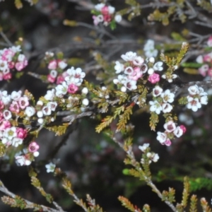 Micromyrtus ciliata at Bruce, ACT - 9 Oct 2020