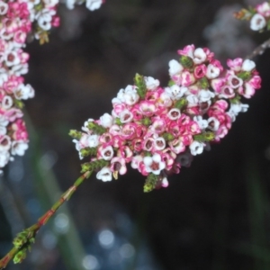 Micromyrtus ciliata at Bruce, ACT - 9 Oct 2020