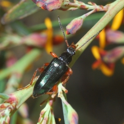 Lepturidea punctulaticollis (Red-legged comb-clawed beetle) at Bruce, ACT - 10 Oct 2020 by Harrisi