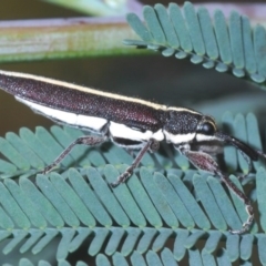 Rhinotia suturalis (Belid weevil) at Bruce, ACT - 10 Oct 2020 by Harrisi