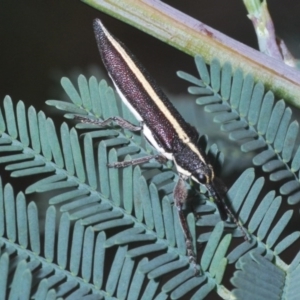 Rhinotia suturalis at Bruce, ACT - 10 Oct 2020