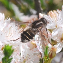 Trichophthalma sp. (genus) (Tangle-vein fly) at Cavan, NSW - 11 Oct 2020 by Harrisi