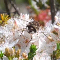 Trichophthalma sp. (genus) at Cavan, NSW - 11 Oct 2020