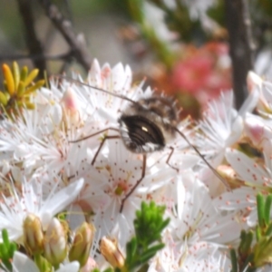 Trichophthalma sp. (genus) at Cavan, NSW - 11 Oct 2020