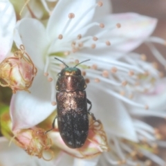 Diphucrania sp. (genus) (Jewel Beetle) at Cavan, NSW - 11 Oct 2020 by Harrisi