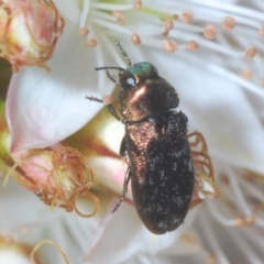 Diphucrania sp. (genus) at Cavan, NSW - 11 Oct 2020