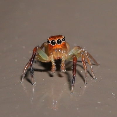 Prostheclina amplior (Orange Jumping Spider) at Acton, ACT - 13 Oct 2020 by Tim L
