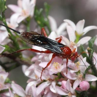 Lissopimpla excelsa (Orchid dupe wasp, Dusky-winged Ichneumonid) at Acton, ACT - 13 Oct 2020 by TimL