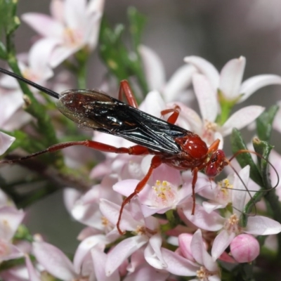 Lissopimpla excelsa (Orchid dupe wasp, Dusky-winged Ichneumonid) at Acton, ACT - 12 Oct 2020 by Tim L