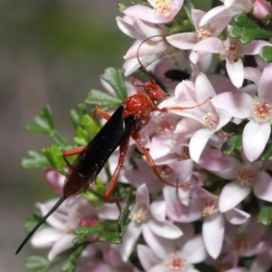 Lissopimpla excelsa at Acton, ACT - 13 Oct 2020