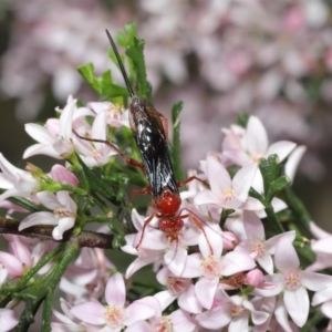 Lissopimpla excelsa at Acton, ACT - 13 Oct 2020